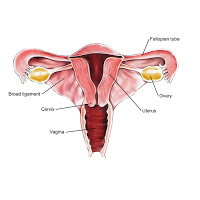 Cervix-Uterus