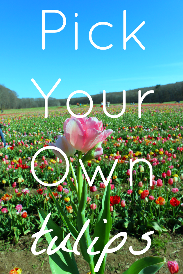 pick_your_own_tulips_how_to_where_to_rhode_island_wicked_tulips
