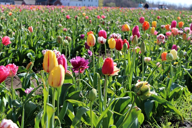 tulips_farm_wicked_tulips_rhode_island