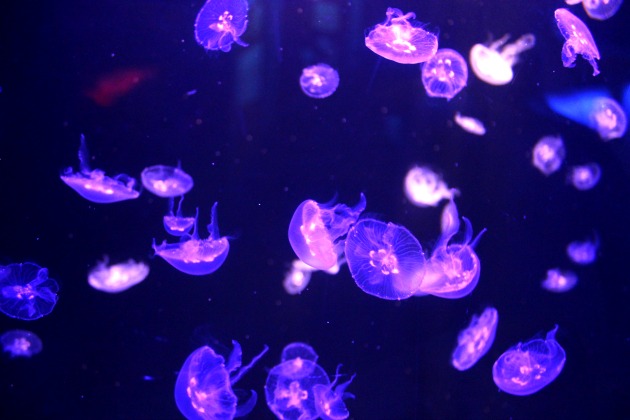 jellyfishatmysticaquariumtallmomtinybaby